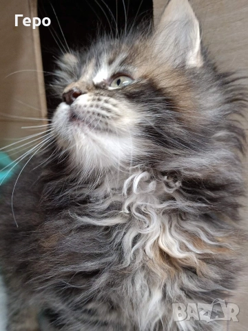 Мейн Куун , снимка 5 - Мейн кун - 52582888