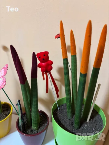Растения от вида сансевиера (Sansevieria cylindrica 'Velvet Touchz') 20/30см., снимка 7 - Стайни растения - 56137480