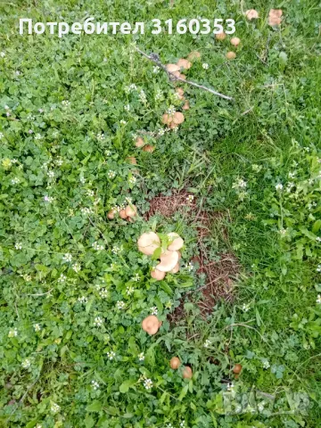 Пресни челядинки