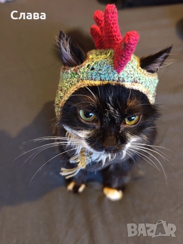 котешка шапцица