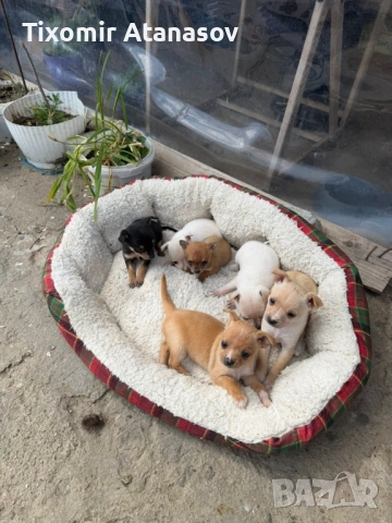 Чихопинчер, снимка 2 - Чихуахуа - 54251716