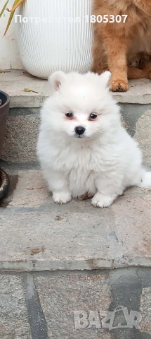 Продавам женско кутре на четири месеца с ваксинирано с паспорт 400 лв, снимка 2 - Померан - 52615847