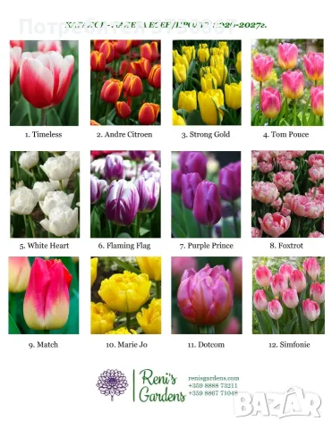 🌷 🌿🩷 Луковици лале 12+ вече са тук!