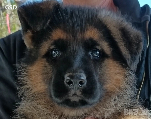 немска овчарка 