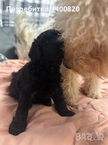 Той пуделчета, снимка 11 - Други - 53181851