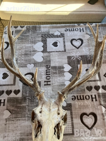 Рога и глава от елен, снимка 3 - Други животни - 51803017