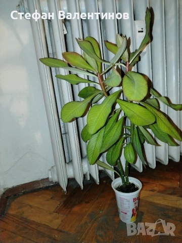 Euphorbia Synadenium grantii (каучуково дърво) , снимка 3 - Градински цветя и растения - 51625139