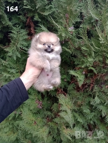 Померани. Реални снимки!, снимка 5 - Померан - 52684775