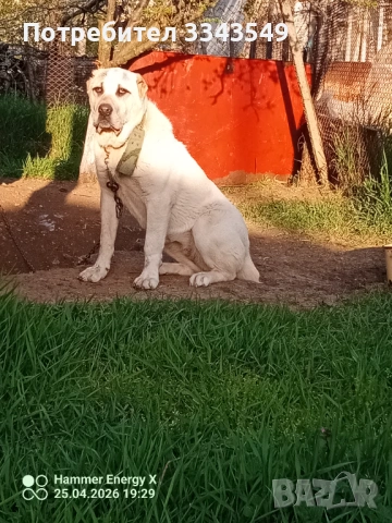 Женско кутре на 6 месеца 