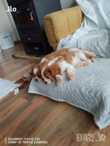 Кавалер кинг чарлз шпаньол , снимка 5 - Шпаньоли - 52653754