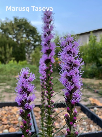 Лиатрис , снимка 3 - Градински цветя и растения - 54119446