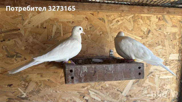 чифт бели гугутки , снимка 2 - Гълъби - 56149501