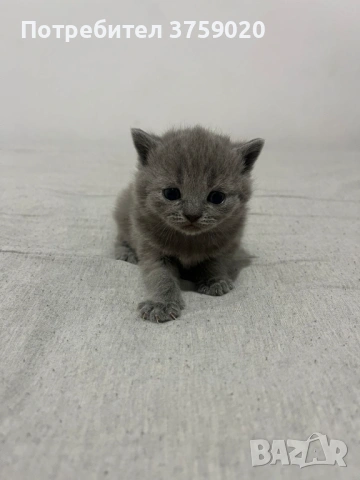 Британска късокосместа, снимка 11 - Британска късокосместа - 53825984