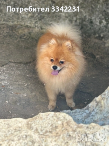 ПОМЕРАН ЗА РАЗПЛОД , снимка 5 - Търси партньор - 51894638