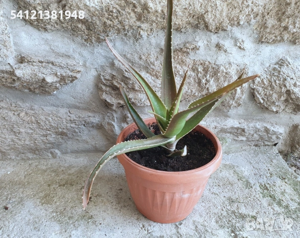 Алое Вера , снимка 5 - Стайни растения - 53926844