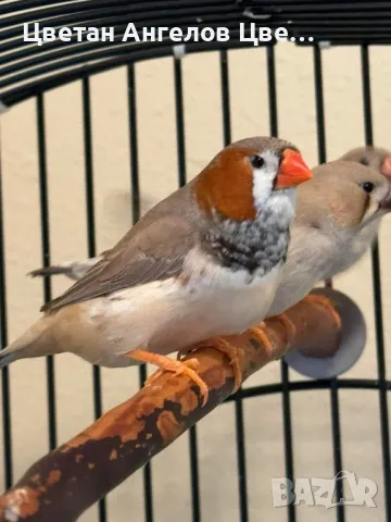 Продавам изложбени зеброви амадини , снимка 5 - Амадини - 46700240