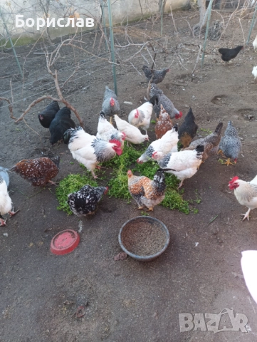 Породисти петли за дамъзлък, снимка 2 - други­ - 52814591