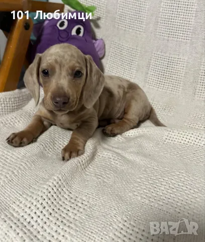  Дакел мини, снимка 2 - Дакели - 48256802