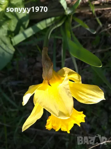 ГРЪМ ОТ НАРЦИСИ 25БР С ЛУКОВИЦИ 1504250637, снимка 4 - Градински цветя и растения - 49899615