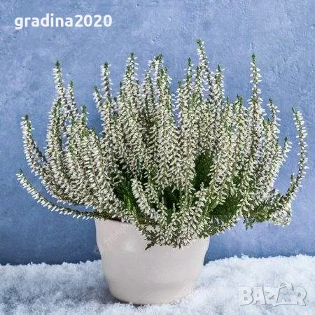 Калуна/Пирен ,,,,,, снимка 2 - Разсади - 55793418