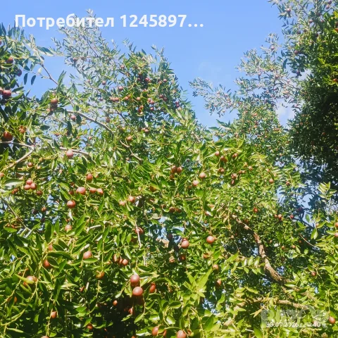Хинап пресен за мармалад и сладко, снимка 5 - Домашни продукти - 56317723