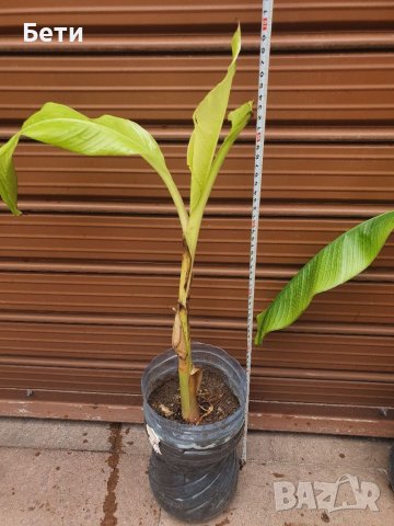  Банови палми Муса- НАМАЛЕНИ, снимка 5 - Градински цветя и растения - 29777257