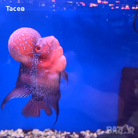 Флауърхорн 10-12см