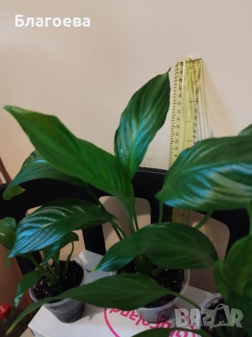 Спатифилум/Лилия на мира, снимка 4 - Стайни растения - 52225068