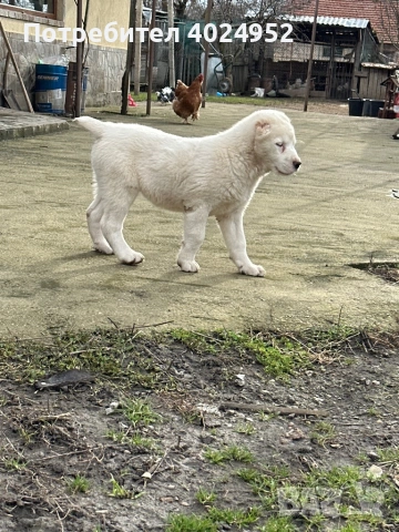 САО Алабай, снимка 4 - Алабай - 53293440