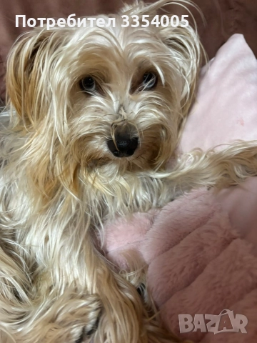 женско йорки за подарък , снимка 2 - Йоркширски териер - 52716929