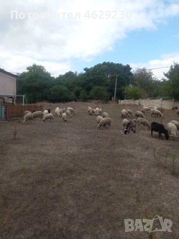 Североизточнобългарска тънкорунна 35 броя, снимка 2 - Овце - 52132645