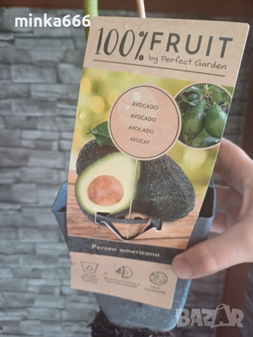 Авокадо което дава плод