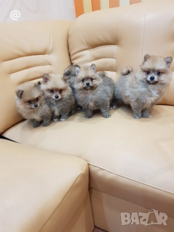 Померан померанчета Гр. София снимки от днес 05.12.2025г, снимка 12 - Померан - 52665938