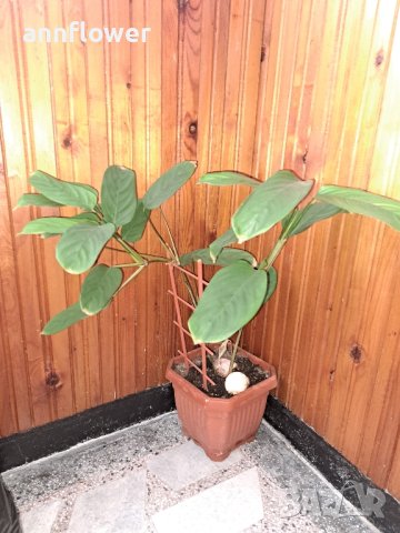 Калатея (Calathea Freddie), снимка 14 - Стайни растения - 44255254