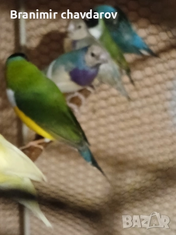 продавам амадини гулдови папагалови диямантени , снимка 7 - Амадини - 52564502