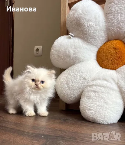 Персийско коте. , снимка 6 - Персийска - 56153471
