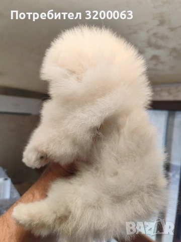 Померан мини мъжко , снимка 6 - Померан - 54262421