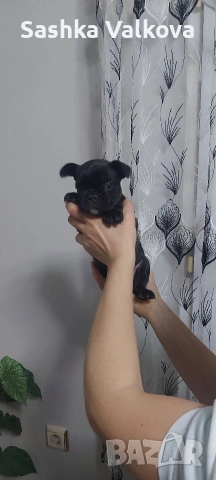 Френски булдочета за продан!, снимка 4 - Френски булдог - 53263899