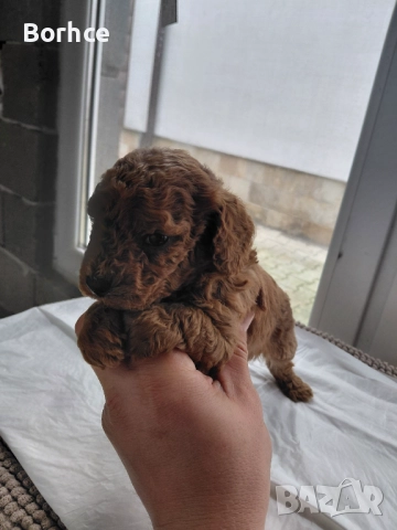 Тоу пудел готови за взимание слет десет дена , снимка 6 - Пудели - 52753158