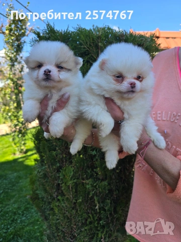 Померани , снимка 16 - Померан - 54097931