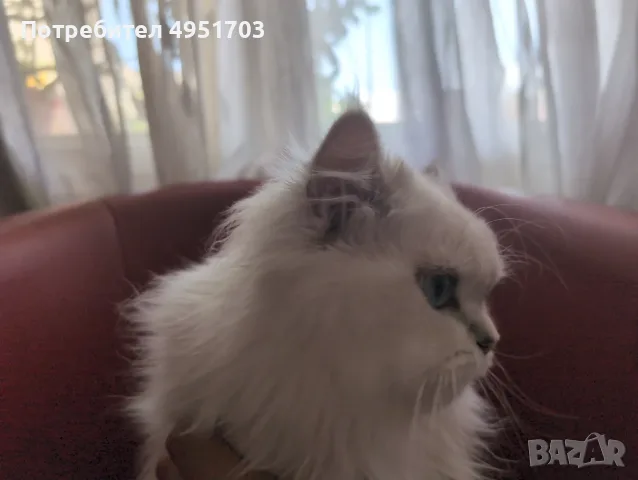 Мъжки котарак за Разплод, снимка 4 - Други - 56121021