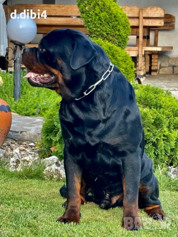 Ротвайлер, снимка 9 - Ротвайлер - 50765987