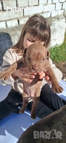 питбулчета