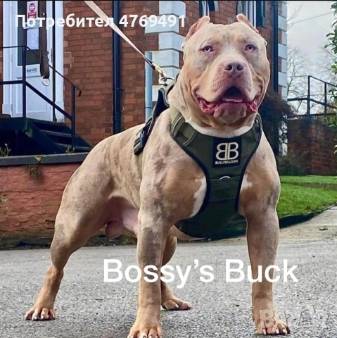 XL American bully's с родословие и сертификати , снимка 13 - Американски стафордширски териер - 53882558