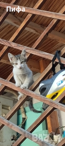 Подарявам малки котенца 