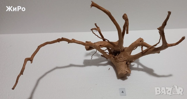 Корен от Азалия /декорация/ 4