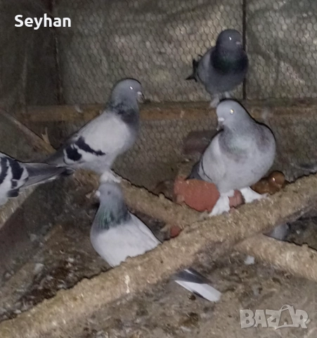 Гълъби мардини 