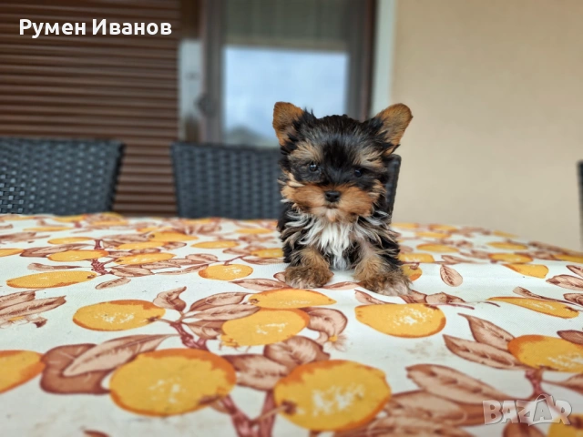 Съкровища малки