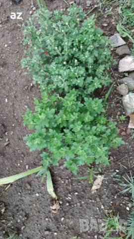 Хризантеми , снимка 4 - Разсади - 42740391