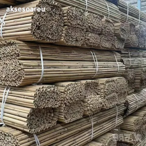 Качествени семена от бамбук Moso Bambo бързо растящи растения за дома бамбуков разсад за украса , снимка 7 - Сортови семена и луковици - 48994928